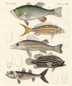 Hermosos peces de German School