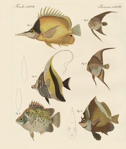 Hermosos peces de German School