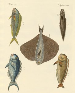 Peces hermosos de German School