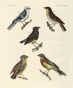 Aves extranjeras hermosas de German School