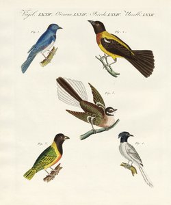 Hermosas aves extranjeras