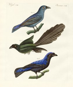 Aves extranjeras hermosas de German School