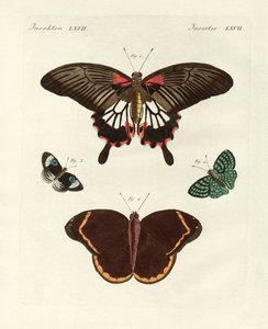 Hermosas mariposas extranjeras (grabado coloreado) de German School