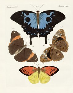 Hermosas mariposas extranjeras de German School
