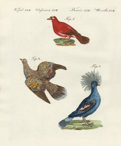 Hermosos, extranjeros palomas de German School