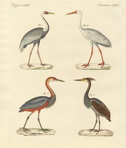 Aves de pantano hermosas de German School