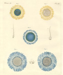 Hermosas medusas de German School