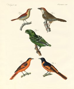 Aves extranjeras hermosas y extrañas de German School