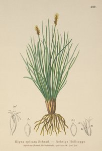 Juncia de Pantano de Bellardi (Kobresia myosuroides, Elyna myosuroides, Kobresia bellardii, Elyna bellardii, Elyna scirpina, Elyna spicata) de German School