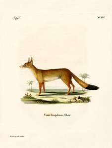 Zorro Bengalí de German School