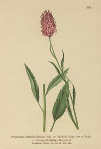 Rampion de hojas de betónica (Phyteuma betonicaefolium) de German School