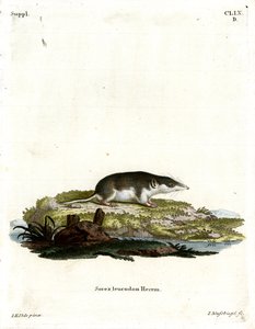 Musaraña bicolor