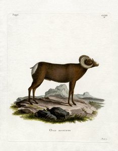 Carnero de las Rocosas