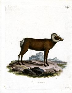 Oveja Bighorn
