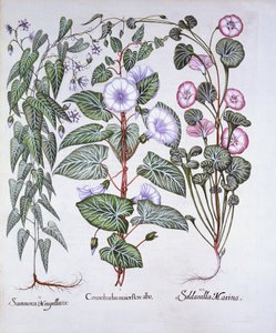 Correhuela, Apocynum y Correhuela Marina, de Hortus Eystettensis, por Basil Besler, pub. 1613 de German School