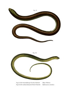 Bipes Pallasii de German School