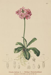 Primavera de ojo de pájaro (Primula farinosa)
