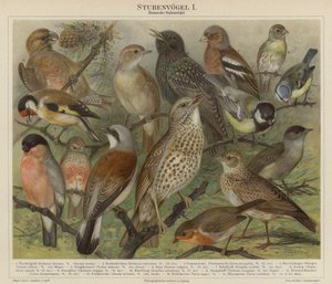 Aves de German School