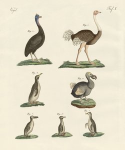 Aves de German School
