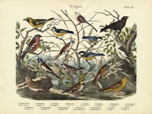 Aves, c.1860