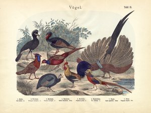 Aves, c.1860 de German School