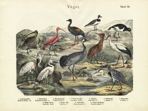 Aves, c.1860