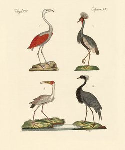 Aves de países cálidos de German School