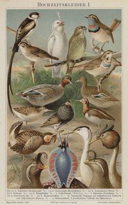 Aves en plumaje nupcial de German School