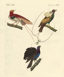 Aves del paraíso de German School