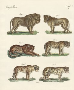 Animales mordedores de German School