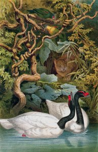 Cisne de cuello negro, lámina de Brehms Tierleben: Allgemeine Kunde des Tierreichs, vol.6, p.598, publicado por Bibliographisches Institut, 1892 de German School