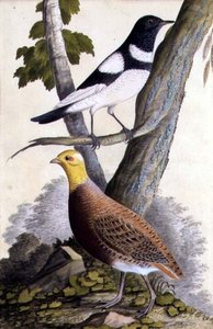 Zorzal de garganta negra (Turdus ruficollis) y perdiz (Perdix perdix), c.1740 de German School