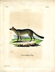 Chacal de Espalda Negra de German School