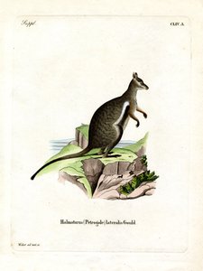 Wallaby de roca de pies negros