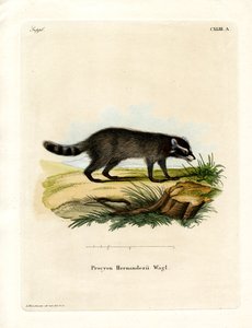 Mapache de pies negros de German School