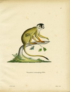 Mono Ardilla de Cabeza Negra de German School