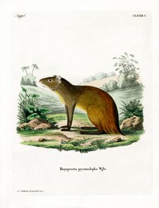 Agutí de Rabadilla Negra