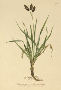Juncia Alpina Negra (Carex atrata)