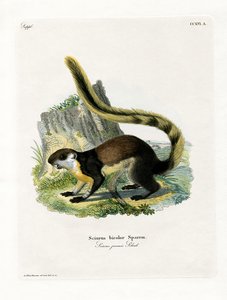 Ardilla Gigante Negra de German School
