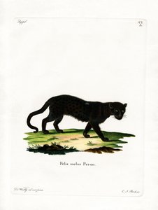 Leopardo Negro de German School