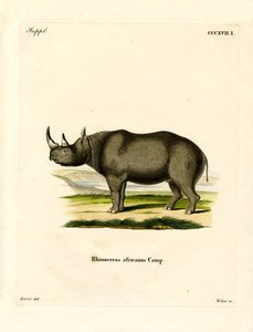 Rinoceronte Negro de German School