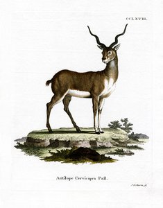 Antílope Negro de German School