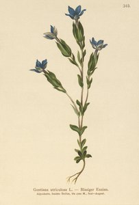 Genciana de vejiga (Gentiana utriculosa) de German School
