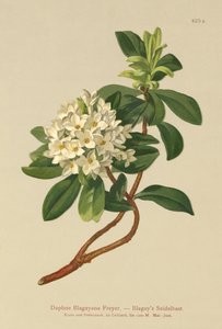 Dafne de Blagay (Daphne Blagayana Freyer)