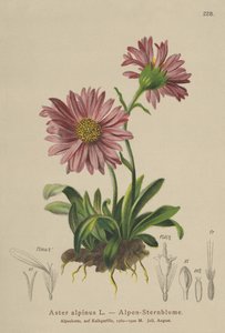 Margarita alpina azul (Aster alpinus)