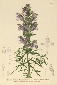 Dragón azul (Dracocephalum Ruyschianum)