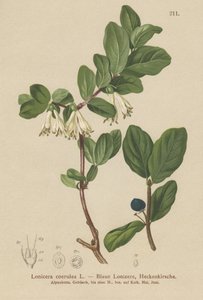 Madreselva azul (Lonicera caerulea, Lonicera coerulea) de German School