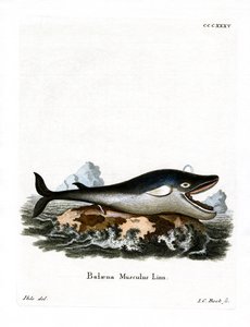 Ballena Azul de German School