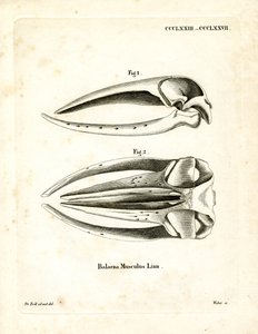 Cráneo de Ballena Azul