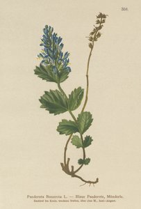 Paederota azulada (Paederota Bonarota) de German School